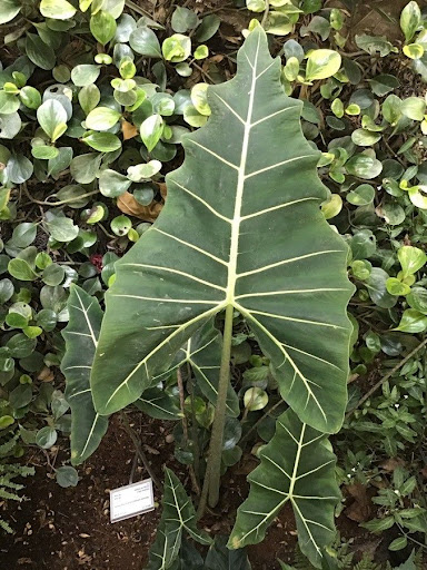 Alocasia «Zebrina»