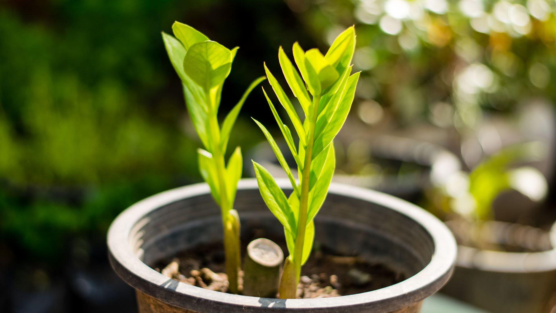 Zamioculcas zamiifolia «Zamicro»