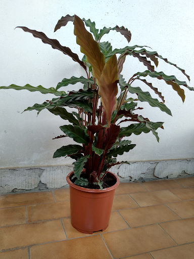 Calathea rufibarba “Tropistar”