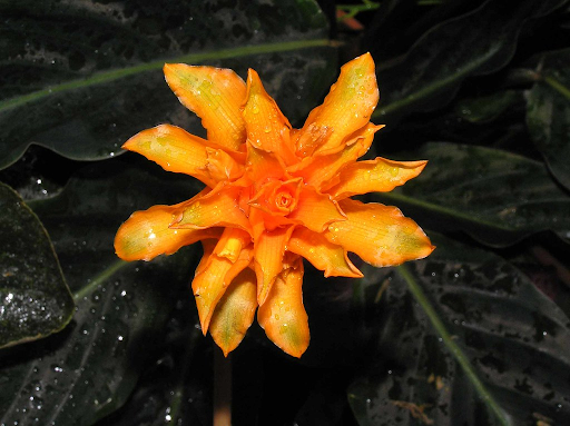 Calathea crocata