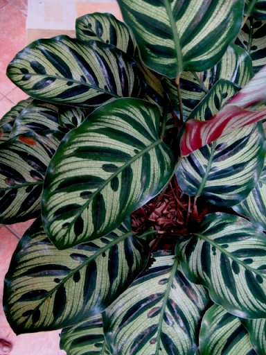 Calathea makoyana