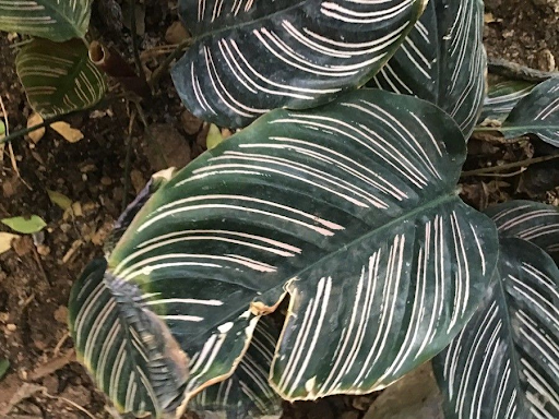 Calathea ornata