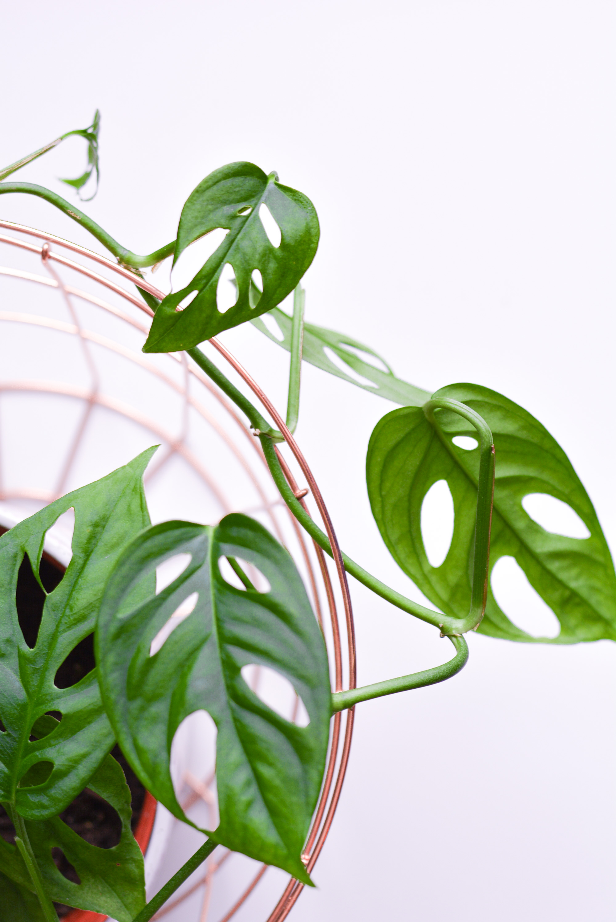 Monstera monkey leaf