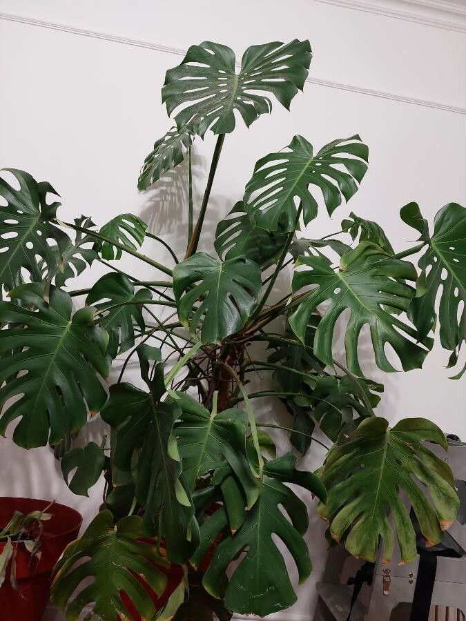 Monstera deliciosa