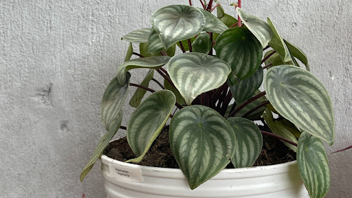 Peperomia argyreia (Watermelon peperomia)