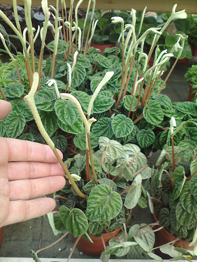 Peperomia Caperata “Lilian”