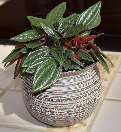 Peperomia caperata “Rosso’’