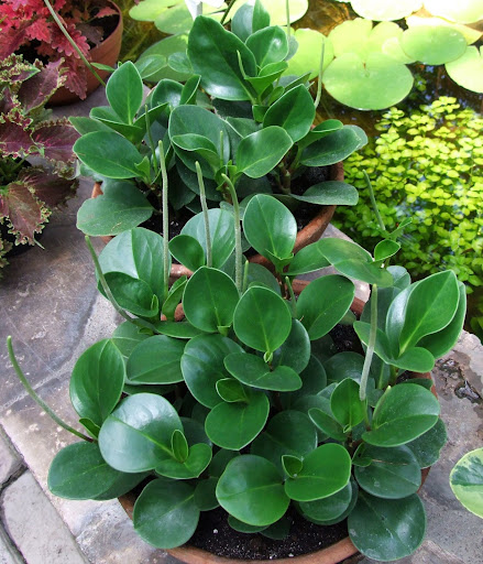 Peperomia Obtusifolia (Baby rubberplant)