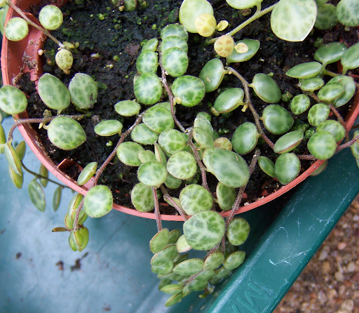 Peperomia prostrata 