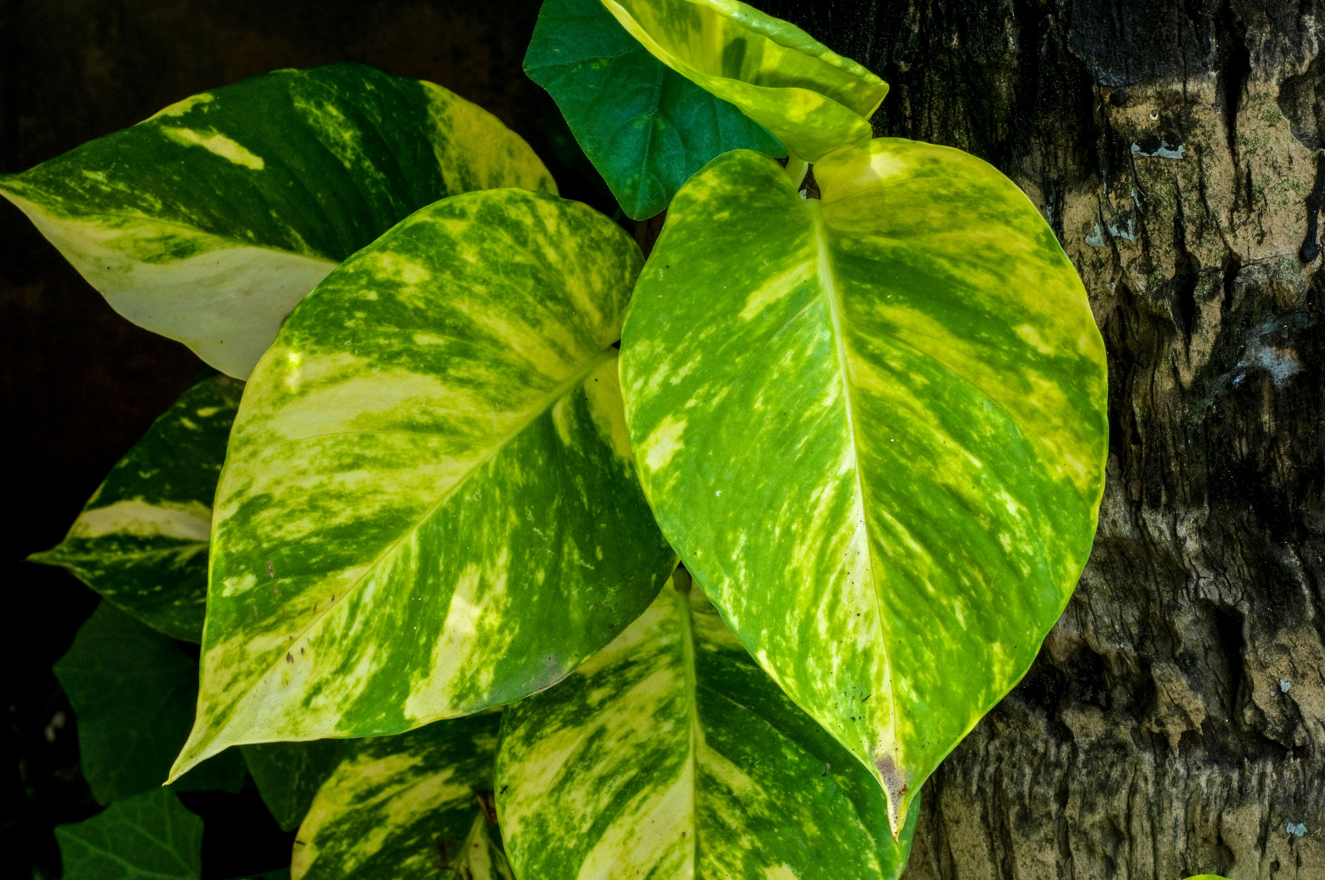 Epipremnum aureum Golden Pothos