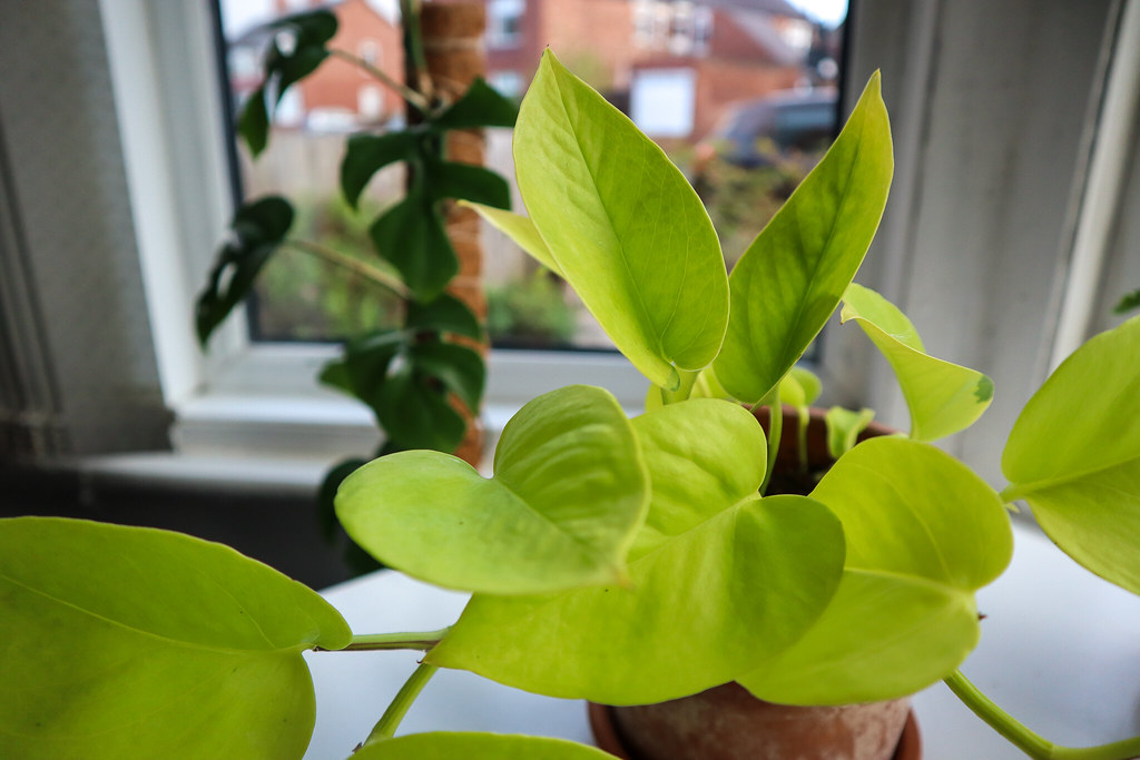 Epipremnum aureum “Neon Pothos”