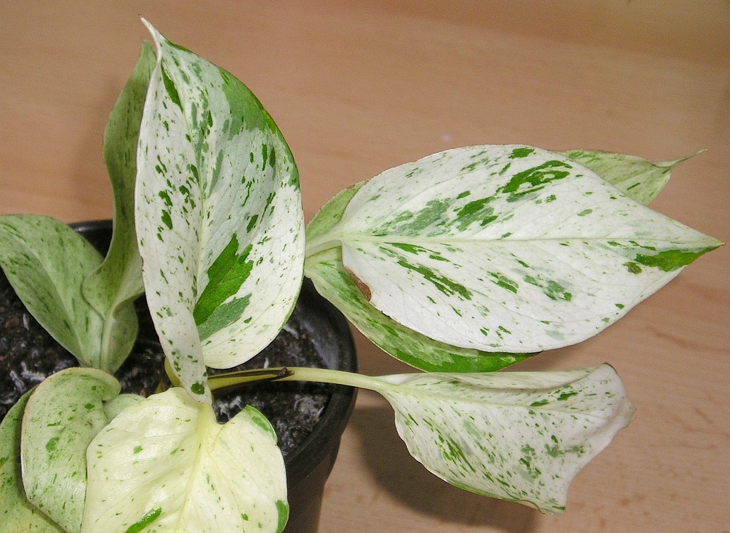 Epipremnum “Marble queen”