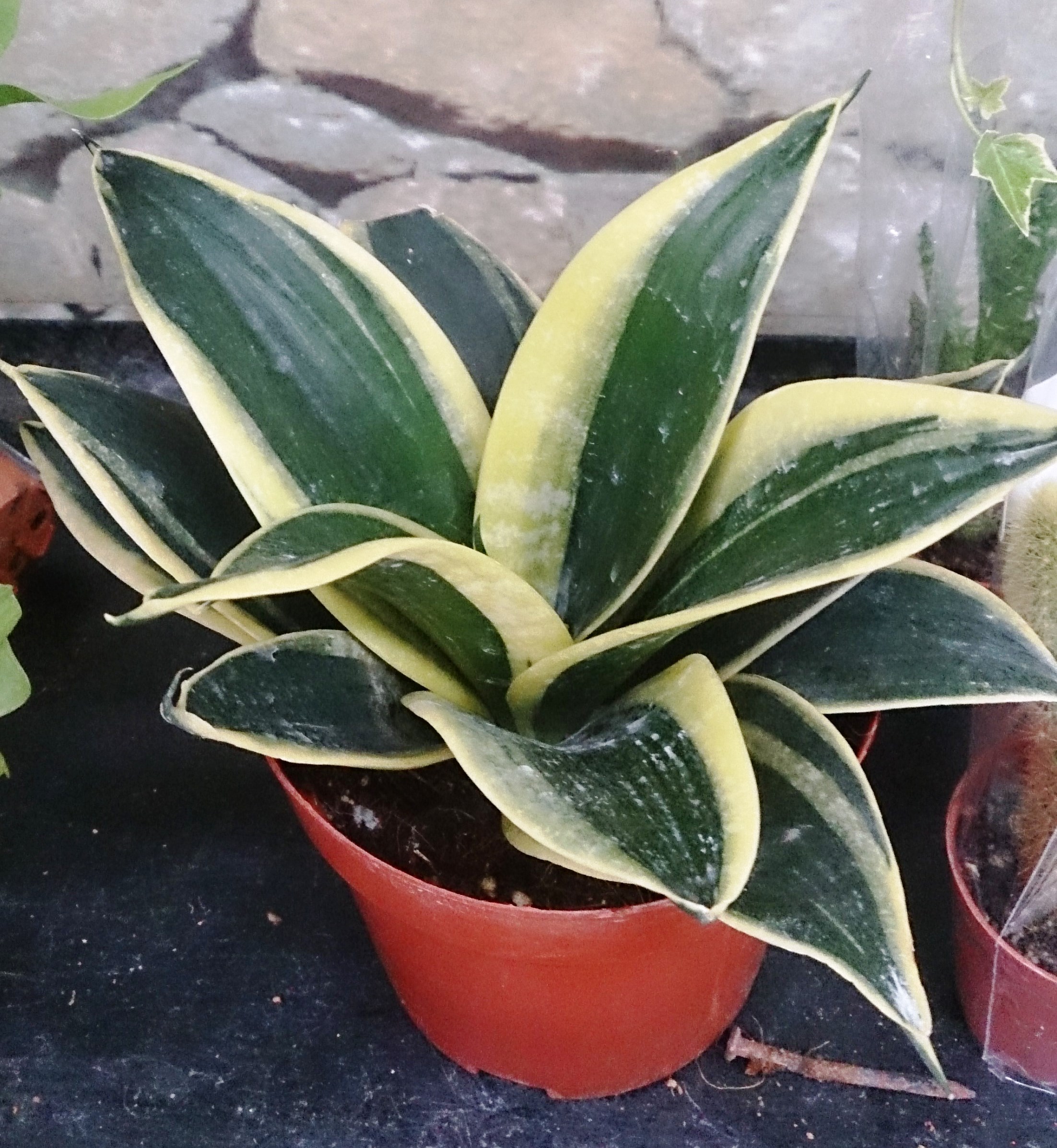 Sansevieria hahnii “Bird’s Nest”