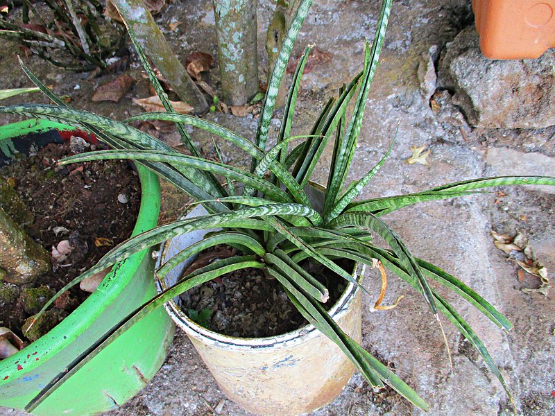 Sansevieria cylindrica