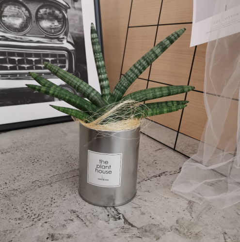 Sansevieria cylindrica “Starfish Snake Plant”