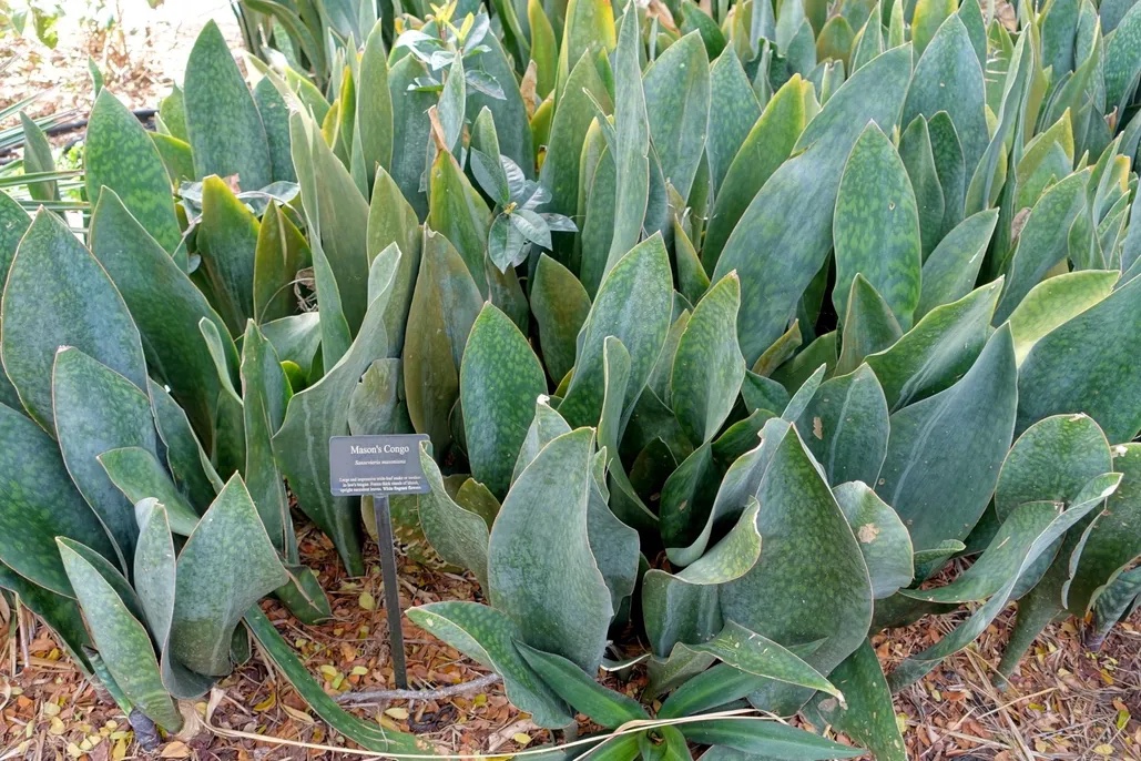 Sansevieria masoniana “Whale Fin”