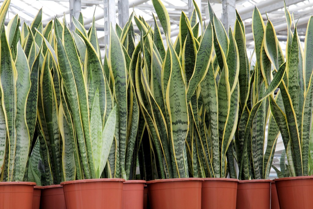 Η Sansevieria trifasciata Laurentii