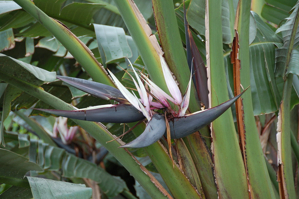 Strelitzia nicolai