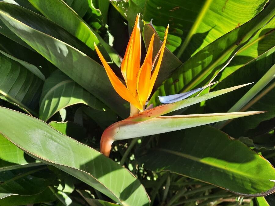 Strelitzia reginae