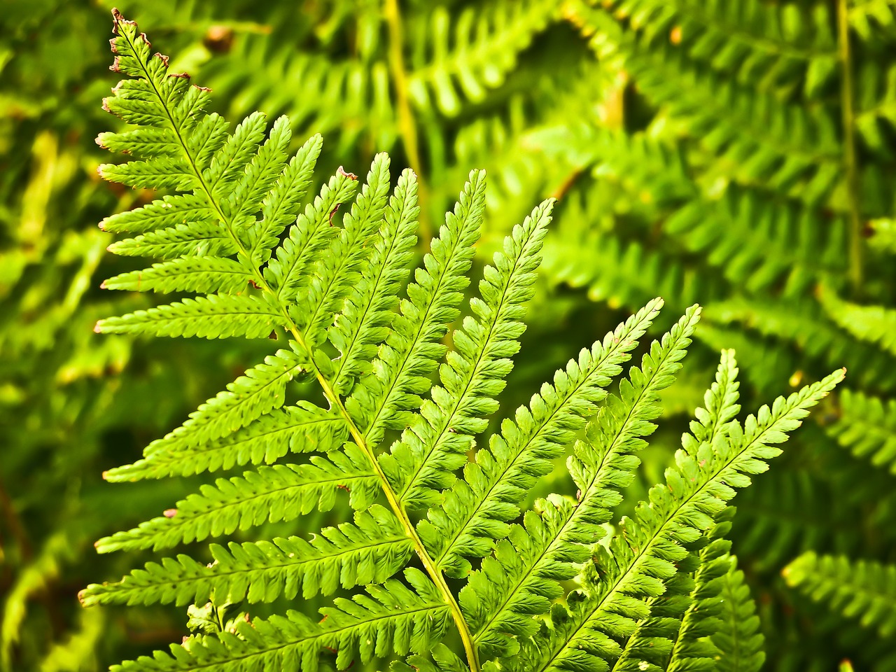  Boston fern (Nephrolepis exaltata 'Bostoniensis')