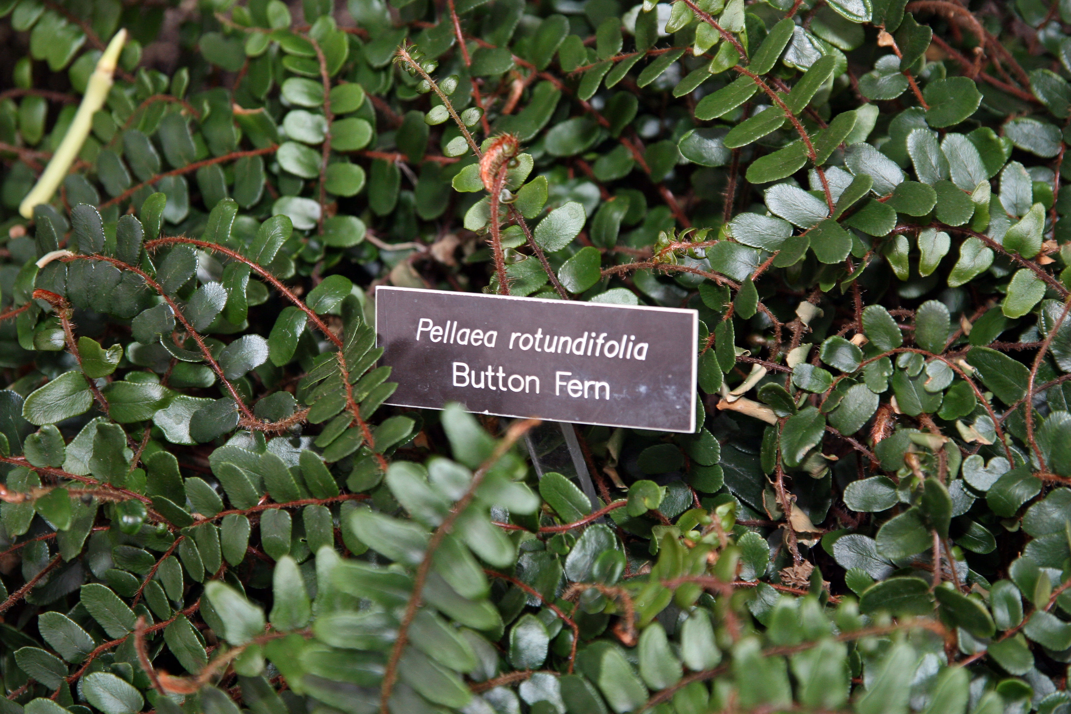 Button Fern (P. rotundifolia)