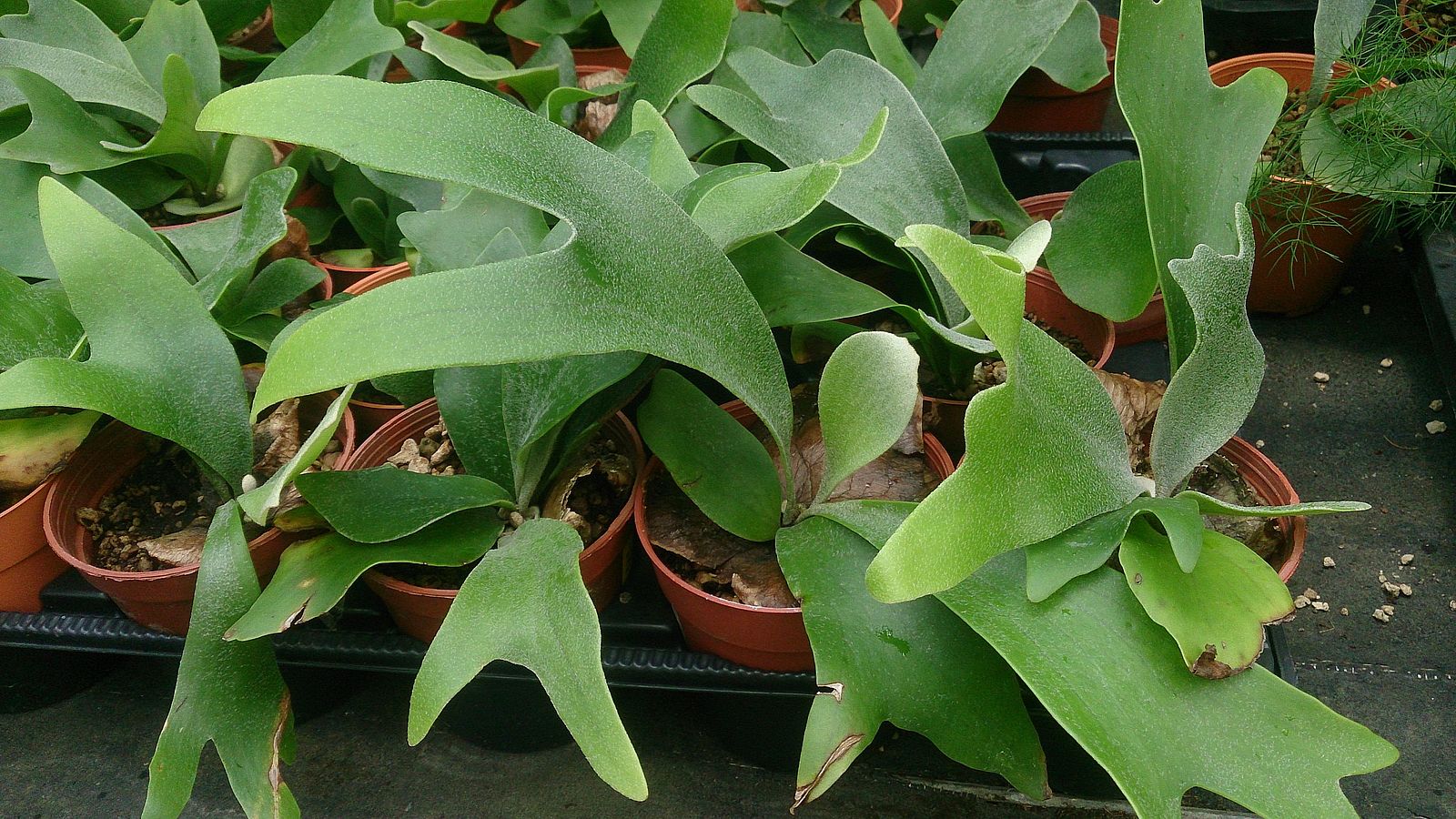 Staghorn fern (Platycerium bifurcatum)