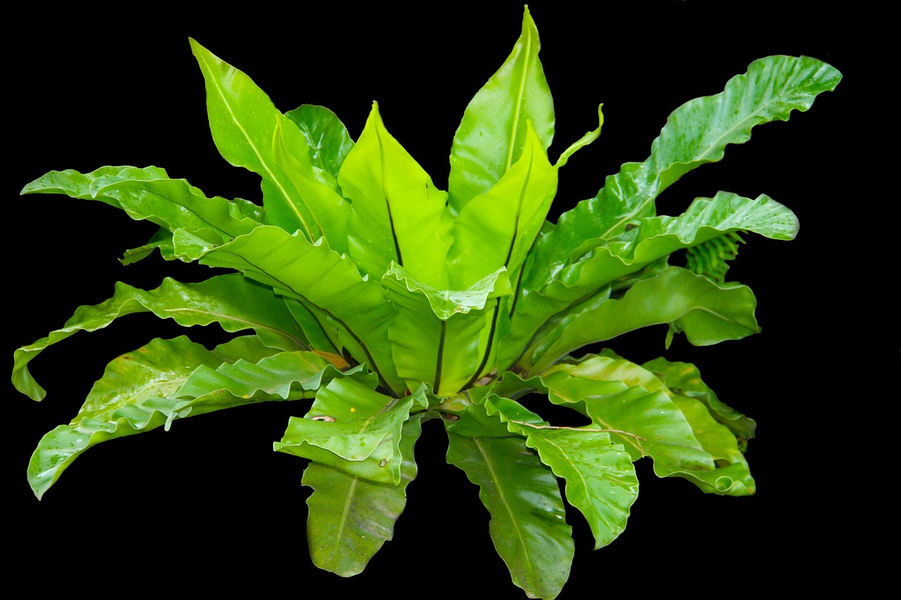 Bird’s nest fern (Asplenium nidus)