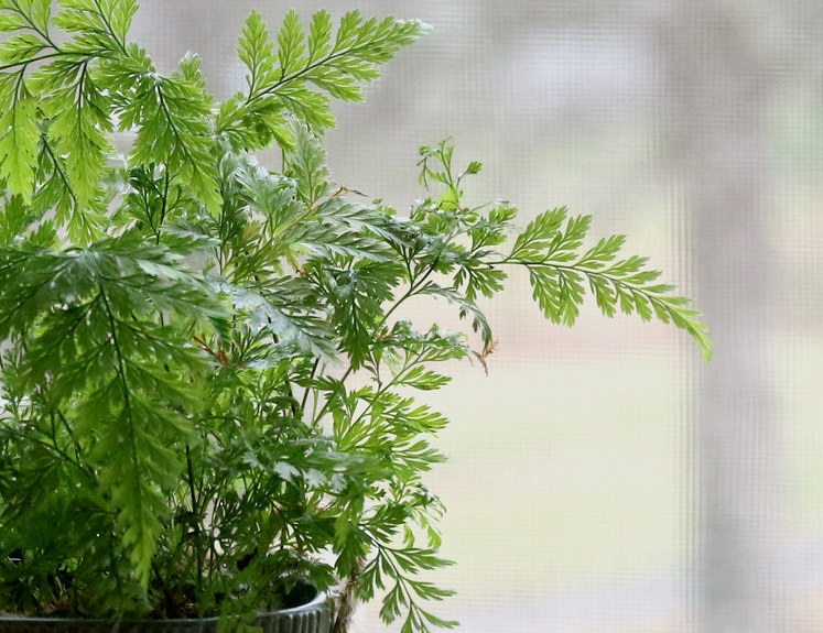 Rabbit’s foot fern 'Davallia fejeensis'