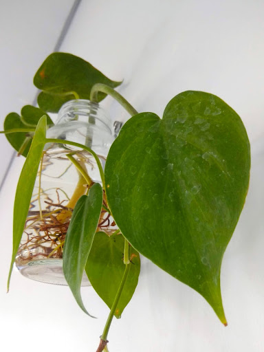 Philodendron Cordatum