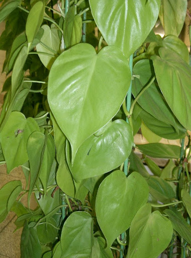 Philodendron scandens