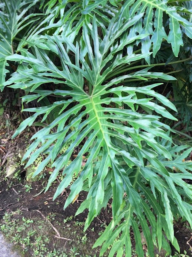 Philodendron sellum 