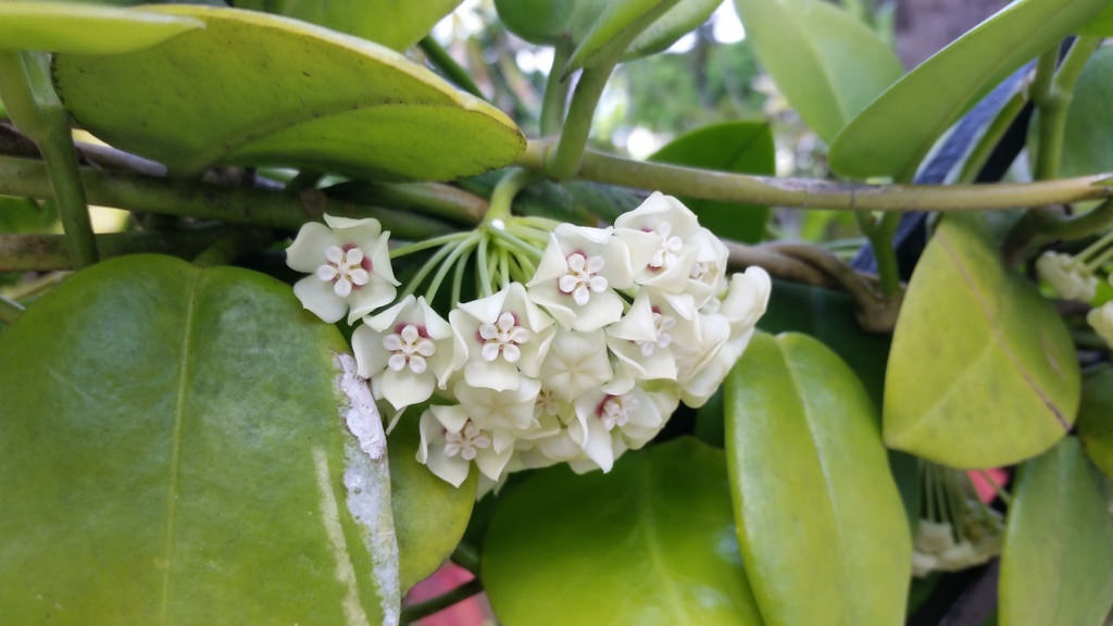 Hoya australis ‘tenuipes’