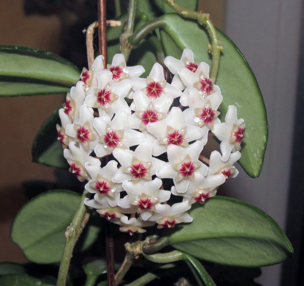 Hoya carnosa 