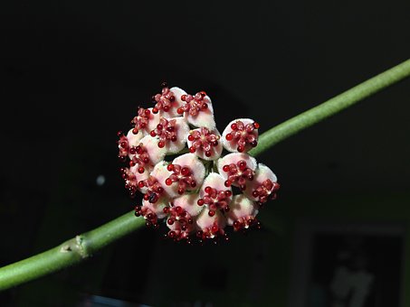 Hoya kerrii