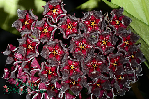 Hoya lobbii ‘Deep red’