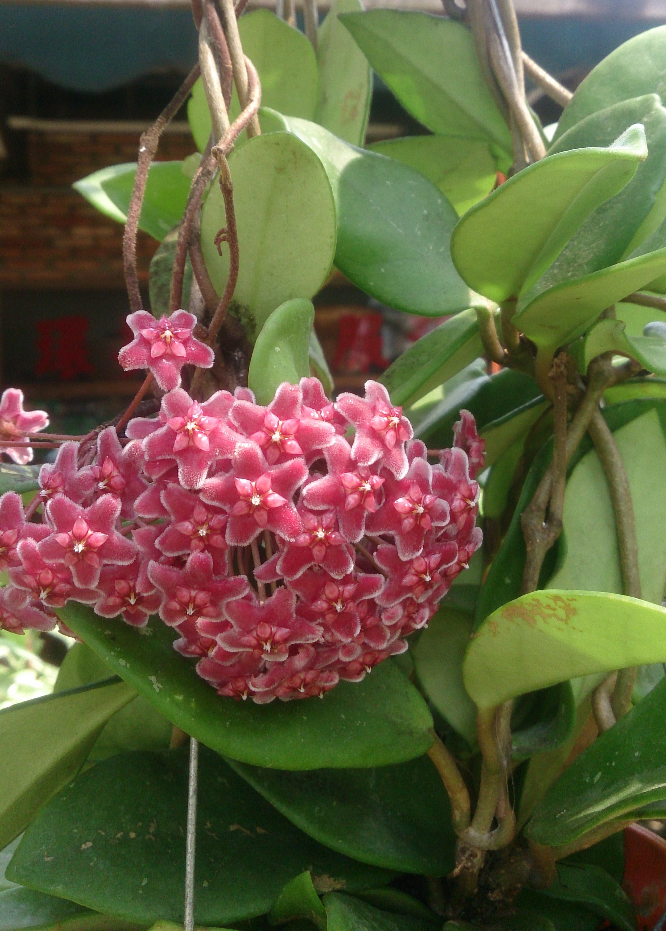 Hoya pubicaly x ‘pink silver’