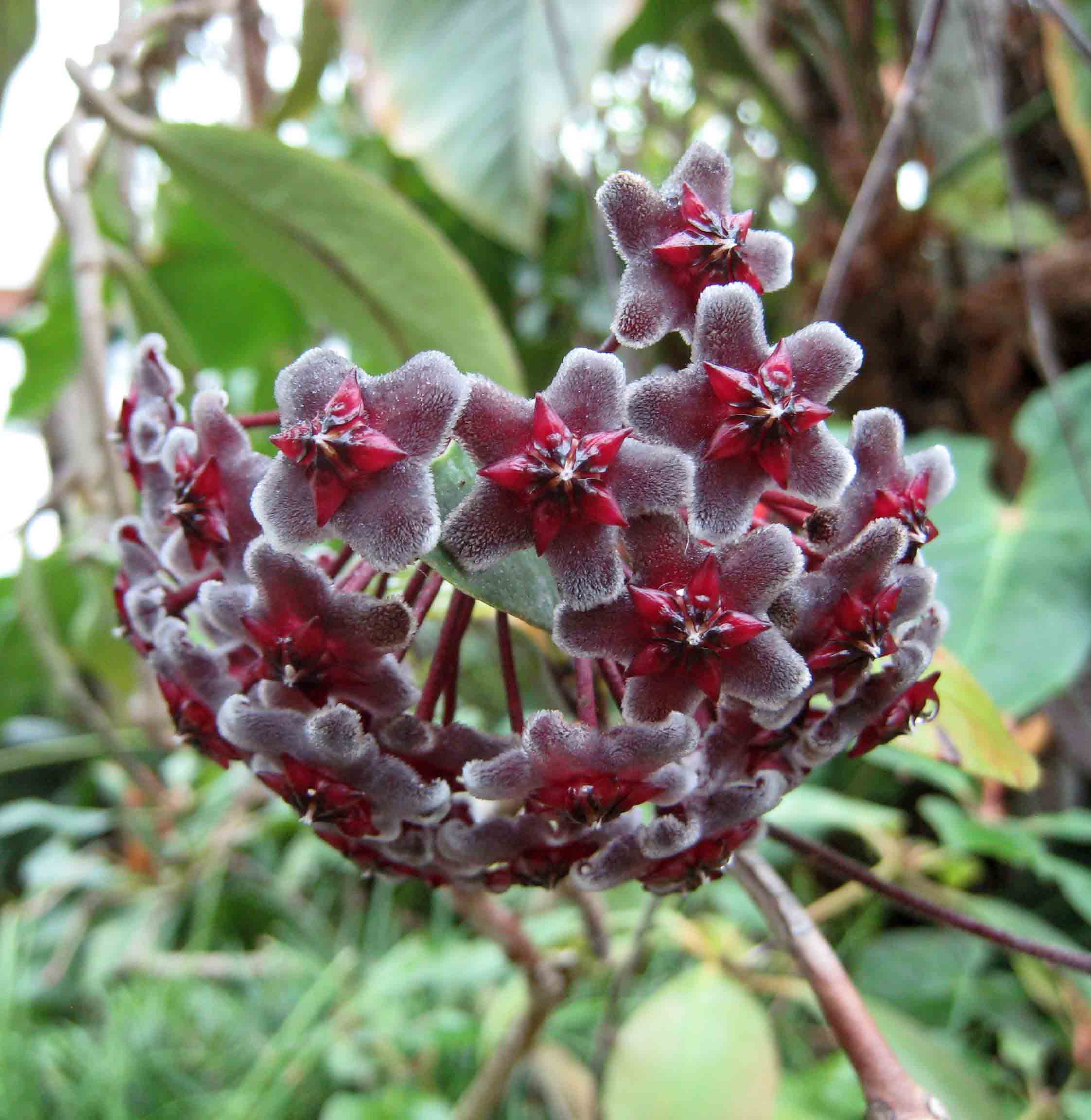 Hoya ‘pubicaly’ x Red Button